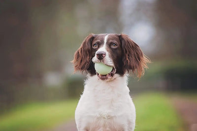 Chuck It! Fetch Medley Dog Ball Hundespielzeug, 3 Stück, Größe M