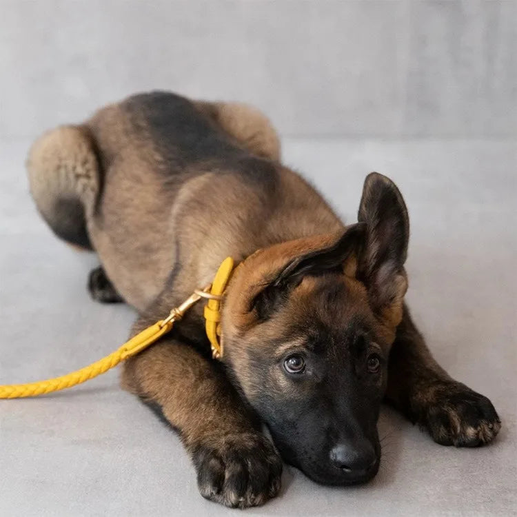 Ensemble collier et laisse pour chien en cuir de qualité supérieure, plusieurs couleurs