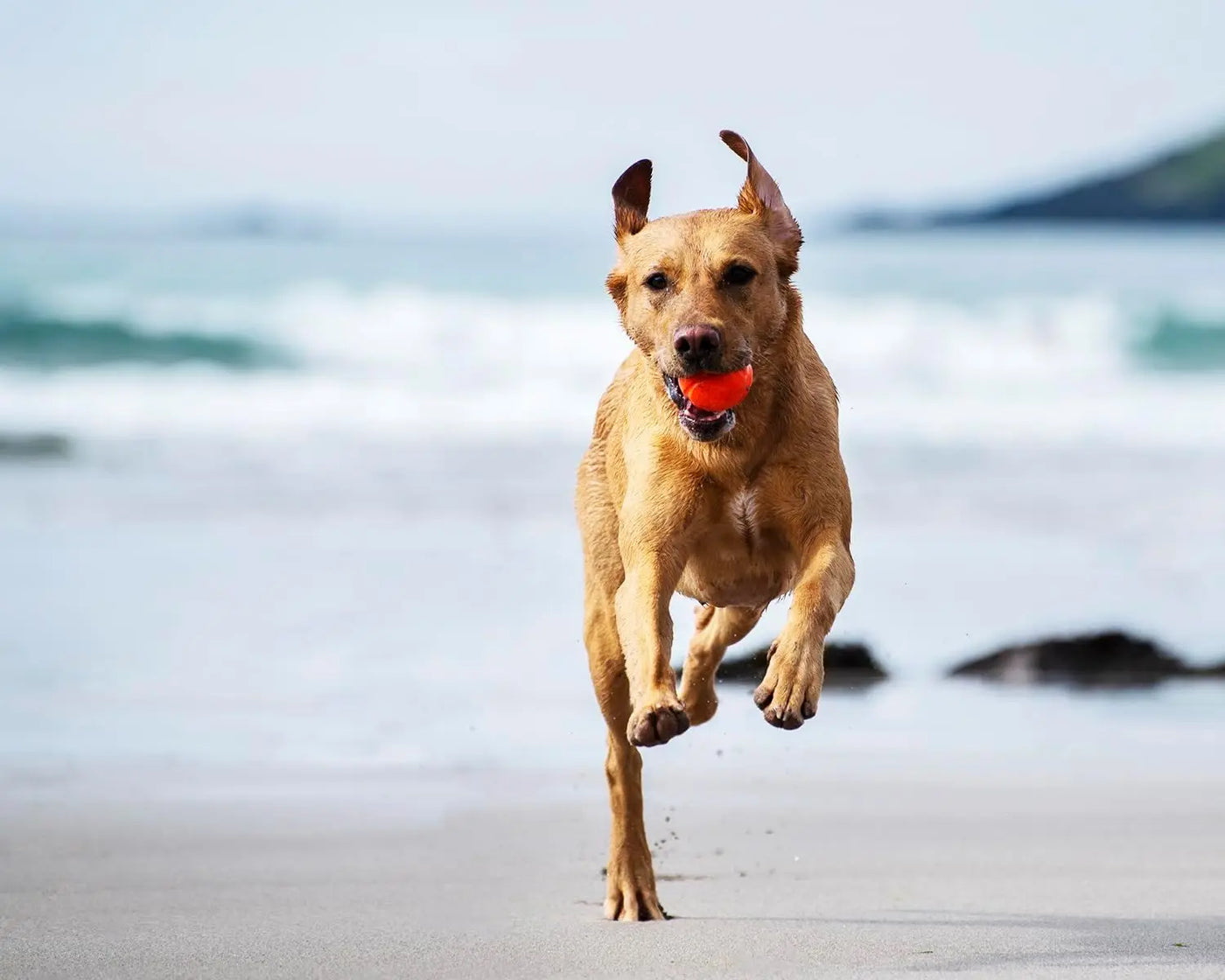 Apportierball für Hunde