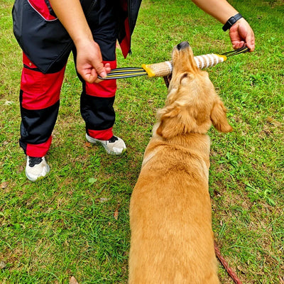 Jouets d'entraînement à mâcher pour chien Pick Up