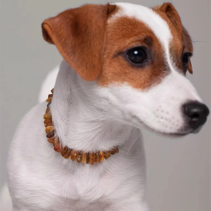 Colliers pour animaux de compagnie en ambre naturel