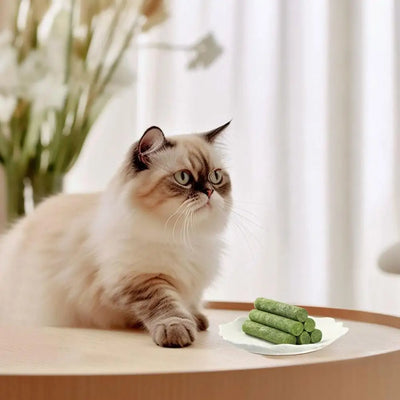 Bâton de nettoyage des dents en herbe de chat naturelle avec herbe à chat