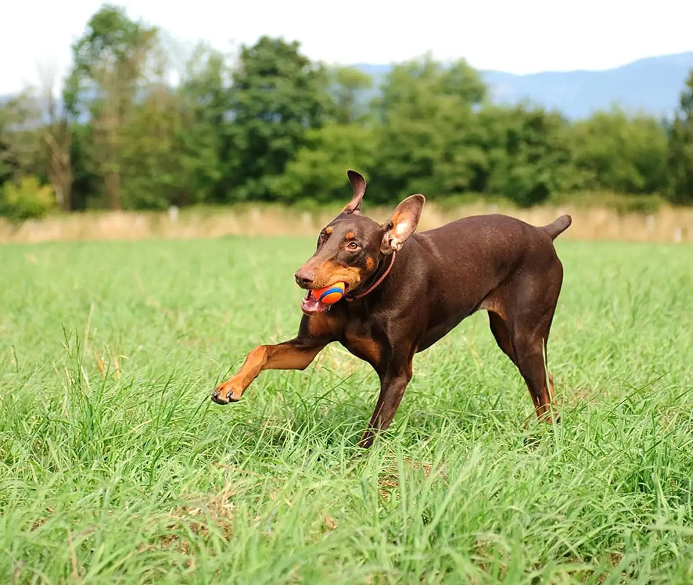 Balle jouet pour chien Chuckit Ultra