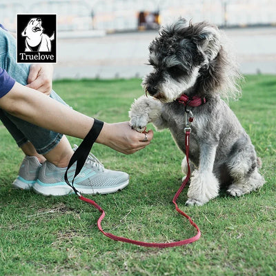 Comfy Shine Collection Lightweight Pet Leash